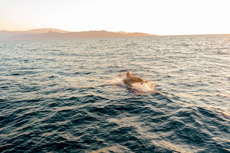 Agios Nikolaos: Mirabello Bay Sailing Cruise with Meal - Food, wine, and the rhythm of lunch aboard