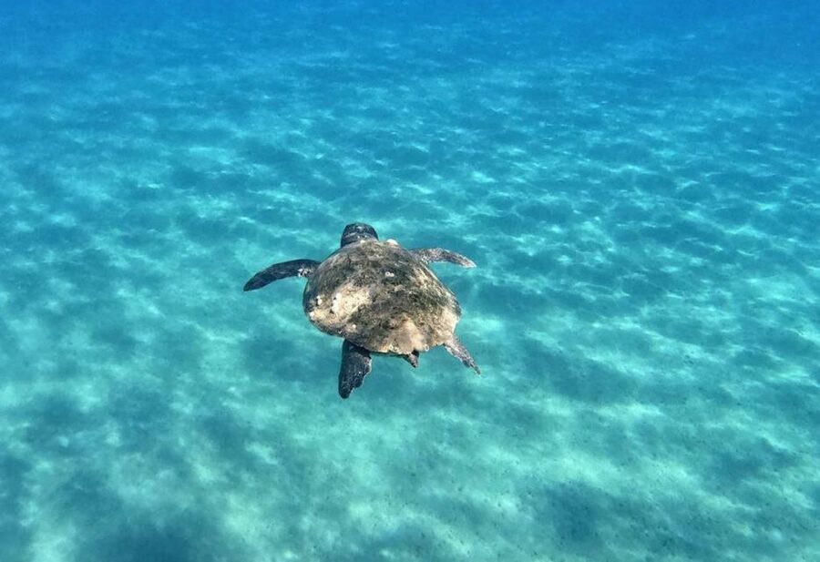 Agios Sostis: Marathonissi, Keri Caves, and Turtle Spotting - Who will enjoy this trip most