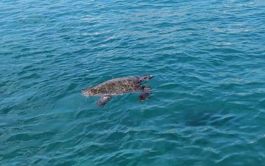 Agios Sostis: Marathonissi, Keri Caves, and Turtle Spotting - Should you book the Agios Sostis boat trip?