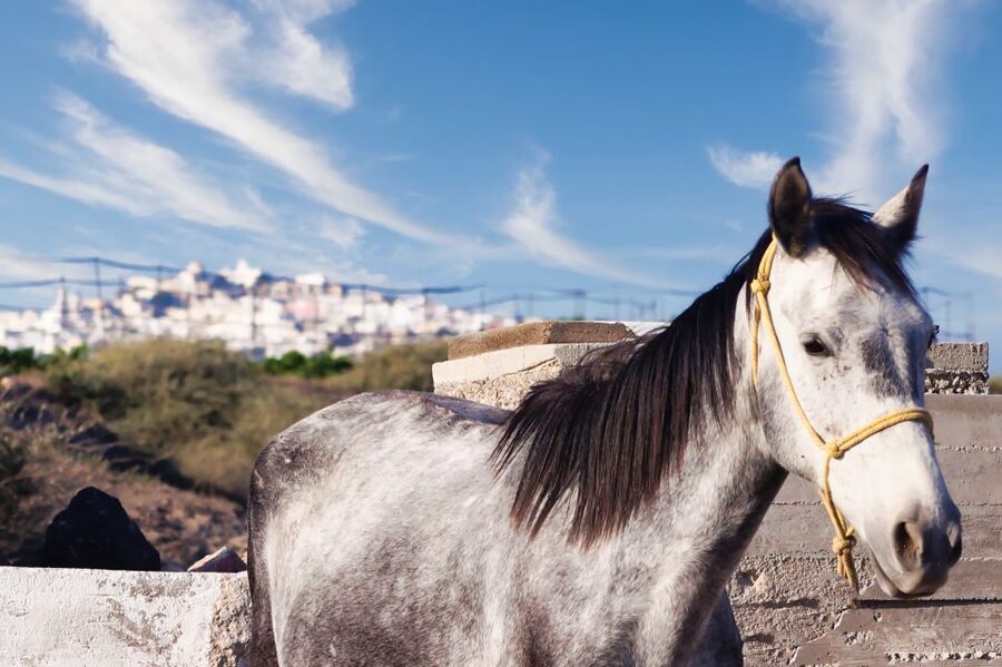 Akrotiri: Guided Horseback Riding Day Trip to a Beach - What the beach stop is really like