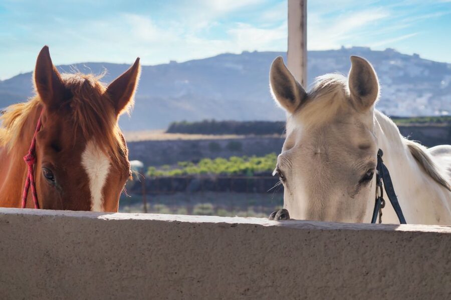 Akrotiri: Guided Horseback Riding Day Trip to a Beach - Choosing the best time of day
