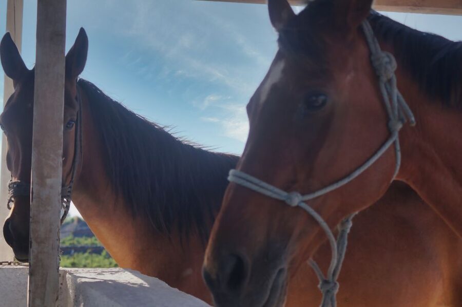 Akrotiri: Guided Horseback Riding Day Trip to a Beach - Small touches after the ride