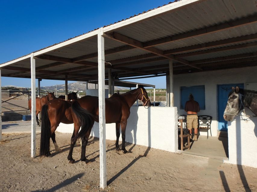 Akrotiri: Guided Horseback Riding Day Trip to a Beach - Should you book it?