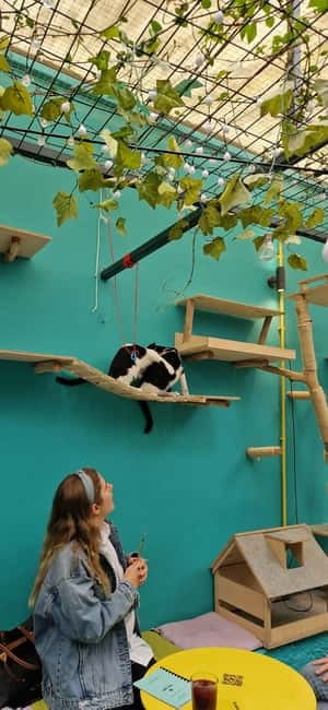 Athens: Cat Cafe Visit with Drink and Sweet - Why this cat café feels different from a normal coffee stop