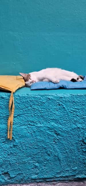 Athens: Cat Cafe Visit with Drink and Sweet - Your drink and sweet: a simple but useful inclusion