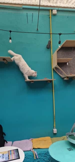 Athens: Cat Cafe Visit with Drink and Sweet - The cats and the adoption mission