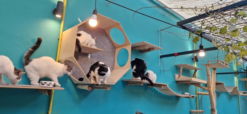 Athens: Cat Cafe Visit with Drink and Sweet - What the 90 minutes are really worth