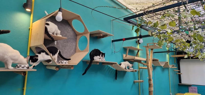Athens: Cat Cafe Visit with Drink and Sweet - Why the small group size helps