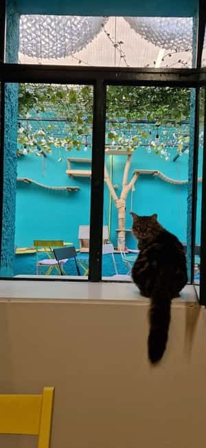 Athens: Cat Cafe Visit with Drink and Sweet - Practical details that affect your choice