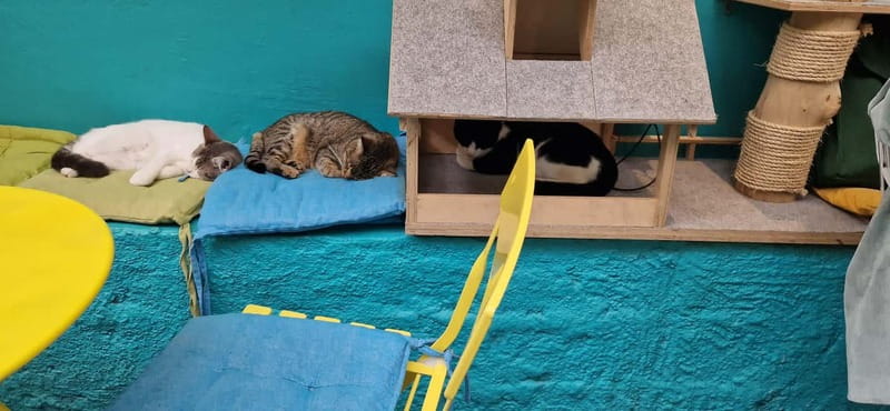 Athens: Cat Cafe Visit with Drink and Sweet - My take on the café atmosphere
