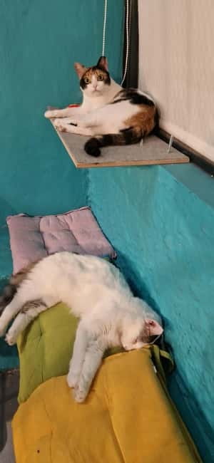 Athens: Cat Cafe Visit with Drink and Sweet - The first minutes: getting comfortable around the cats
