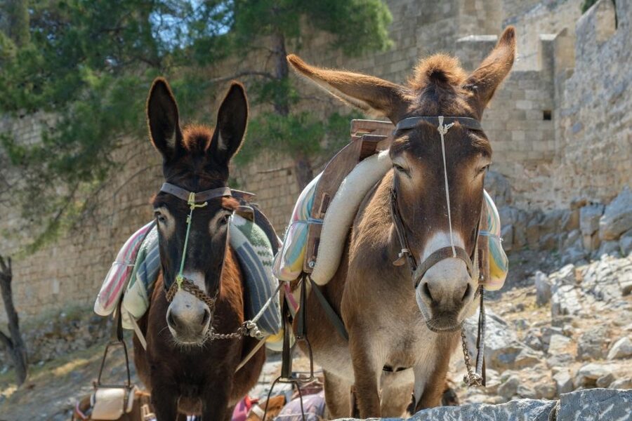 Best of Rhodes Tour including Lindos and Medieval City - The Kalathos product stop