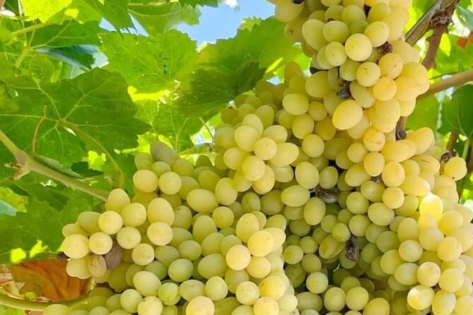 Best Rhodes Tour with Wine Tasting Experience from Cruise Port - Transport, pickup, and group size