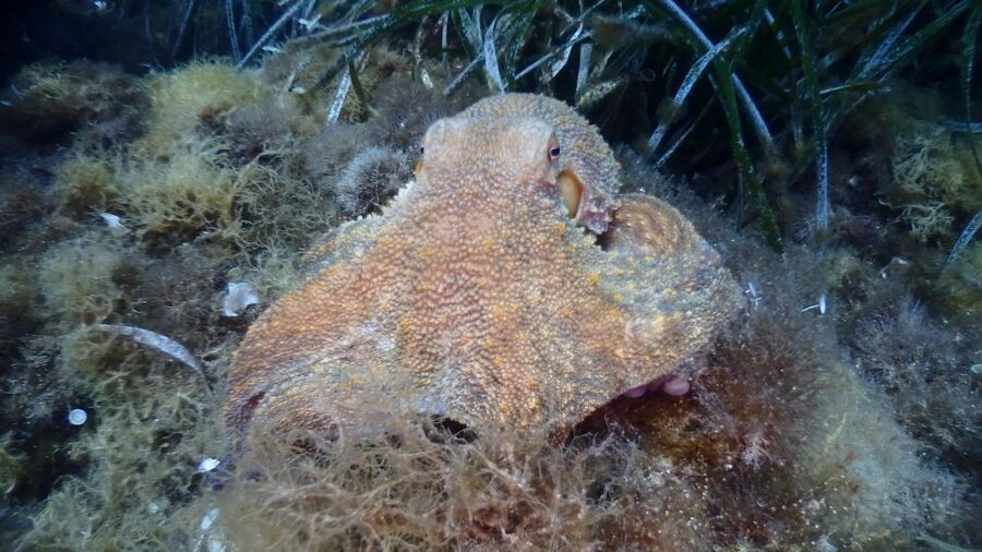 Chalkidiki: Scuba Diving for Beginners in Kassandra - Key points to know before booking