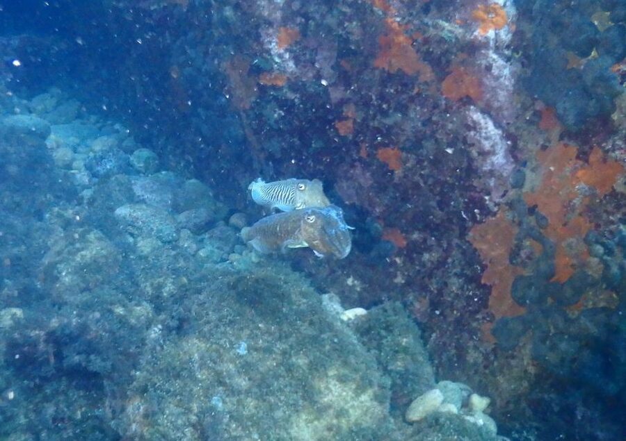 Chalkidiki: Scuba Diving for Beginners in Kassandra - Why Kassandra works for a first scuba session