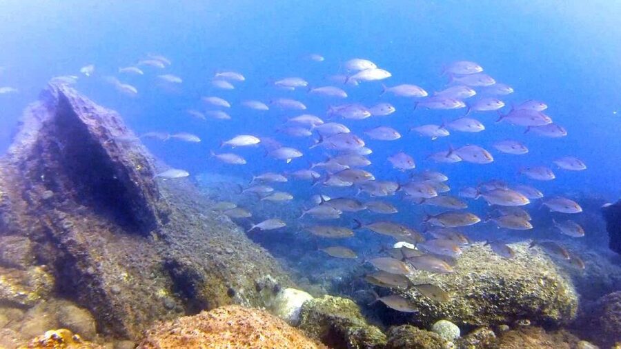 Chalkidiki: Scuba Diving for Beginners in Kassandra - The price and what you receive for $92