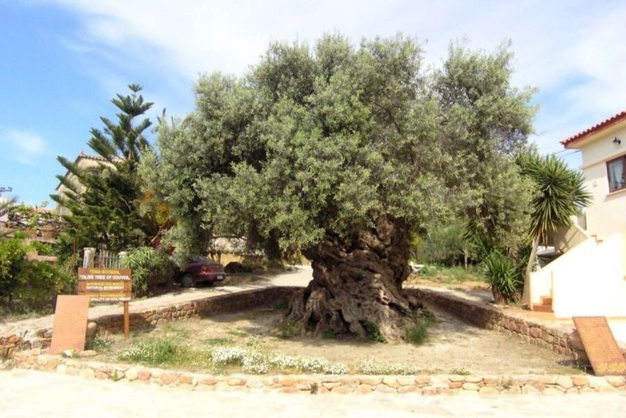 Chania Area: Food Tasting Tour with Winery Visit & Swim Stop - Pnevmatikakis Winery and the wine tasting