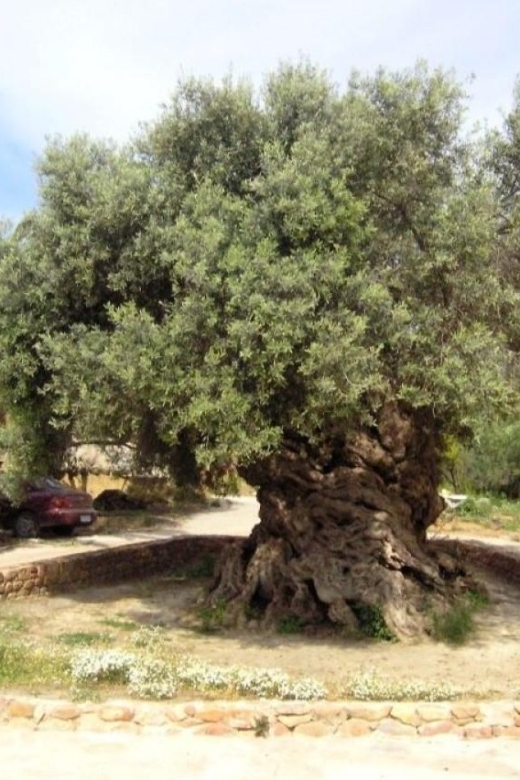 Chania Area: Food Tasting Tour with Winery Visit & Swim Stop - Value, timing, and practical preparation