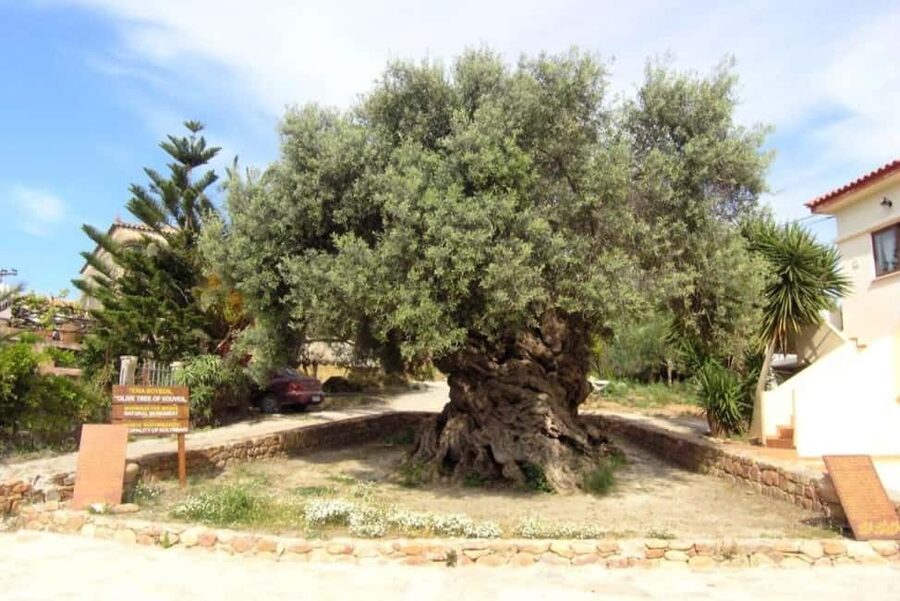 Chania Area: Food Tasting Tour with Winery Visit & Swim Stop - 08:00 pickup and the value of going by bus