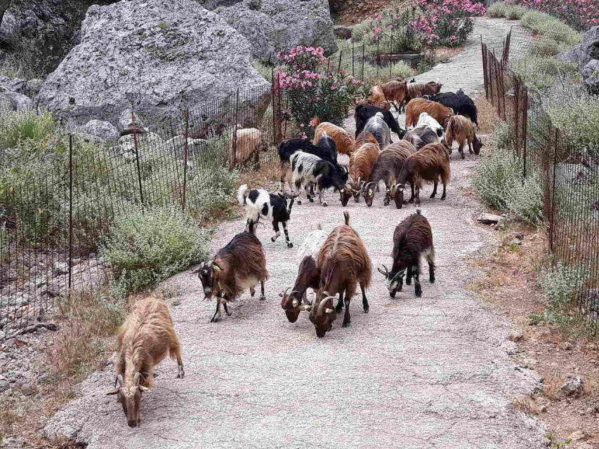 Chania: Balos and Falassarna Tour with Loungers and Lunch - Who will enjoy this day most
