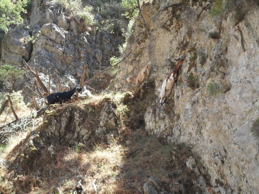 Chania: Imbros Gorge and Libyan Sea Day Tour - Komitades and Chora Sfakion: two very different breaks