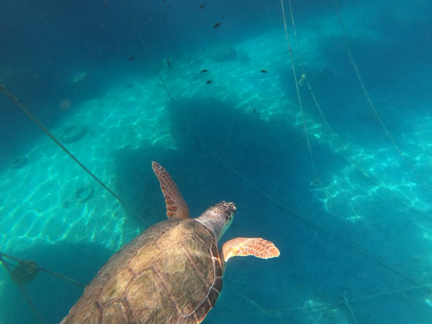 Chania: Stand-Up Paddleboard Small Group Tour - What to bring and how to prepare