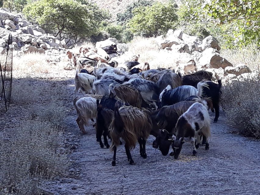Chania: White Mountains Safari Tour with Lunch and Tastings - Who should book this Crete day trip?