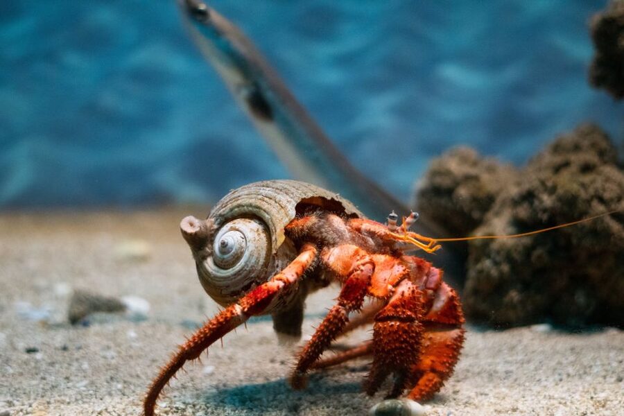Corfu: Aquarium Entry Ticket with Guided Tour - Key points to know before you go