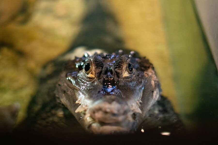 Corfu: Aquarium Entry Ticket with Guided Tour - The Reptile House adds a different mood