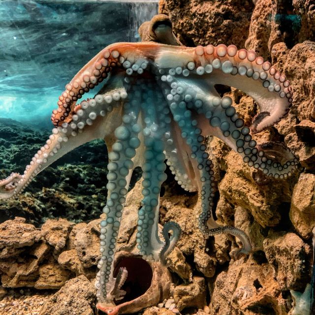 Corfu: Aquarium Entry Ticket with Guided Tour - Practical details for families and reduced tickets