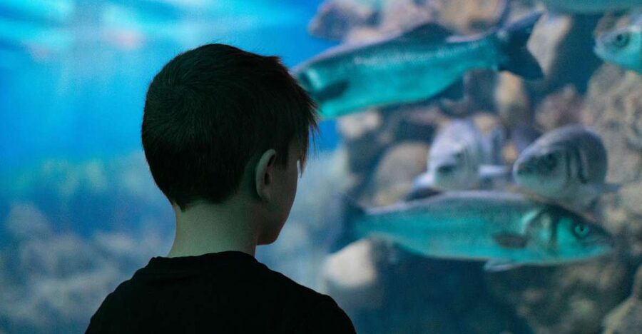 Corfu: Aquarium Entry Ticket with Guided Tour - Starting with Mediterranean sea life