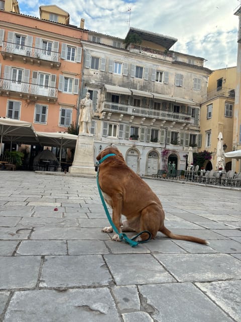 Corfu: Dog Sightseeing Tour - What the dog adds to the route
