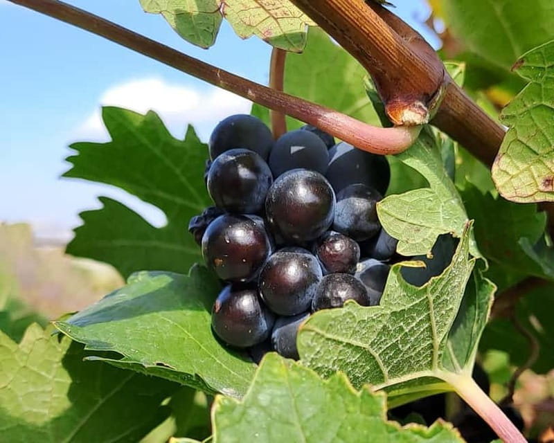 Crete: 2 Wineries Tour with Wine Tasting & Lunch - Key points at a glance