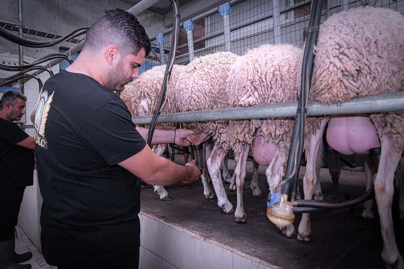 Crete: Farm Visit with Cheese Tasting and Milking Experience - Making traditional Cretan cheese