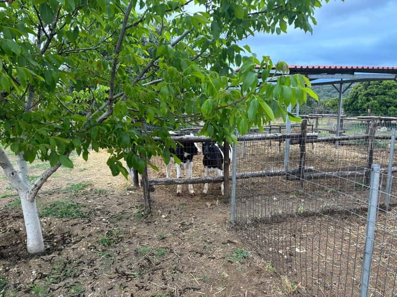 Crete: Farm Visit with Cheese Tasting and Milking Experience - A generous Cretan tasting