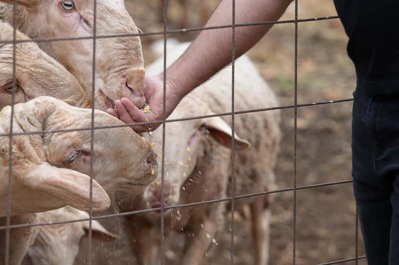 Crete: Farm Visit with Cheese Tasting and Milking Experience - Gardens, a lake, and space for children