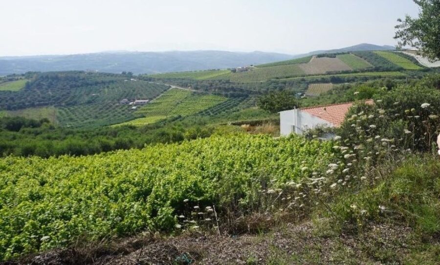 Crete: Full-Day Cretan Wines, Olive Oil, Raki and Food Tour - Who should book this day