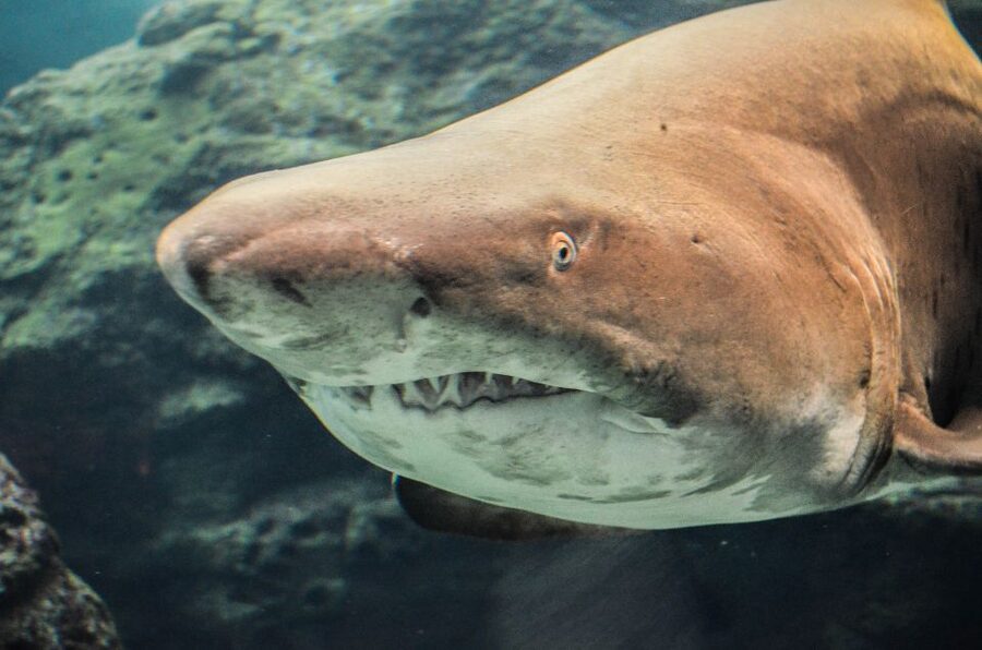 Crete: Heraklion Center, Local Market and Creta Aquarium - Why this Crete day trip works
