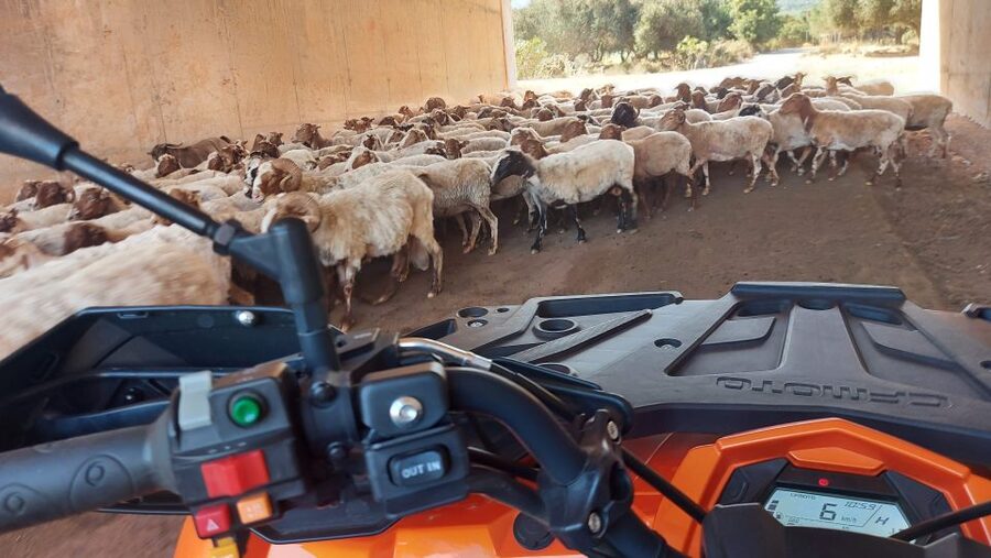 Crete: Off-Road Quad Safari with Lunch/Dinner - Is $82 good value?