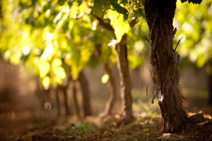 Crete: Olive, Wine, & Raki on a Flavorful Culinary Journey - Why this food tour feels more personal