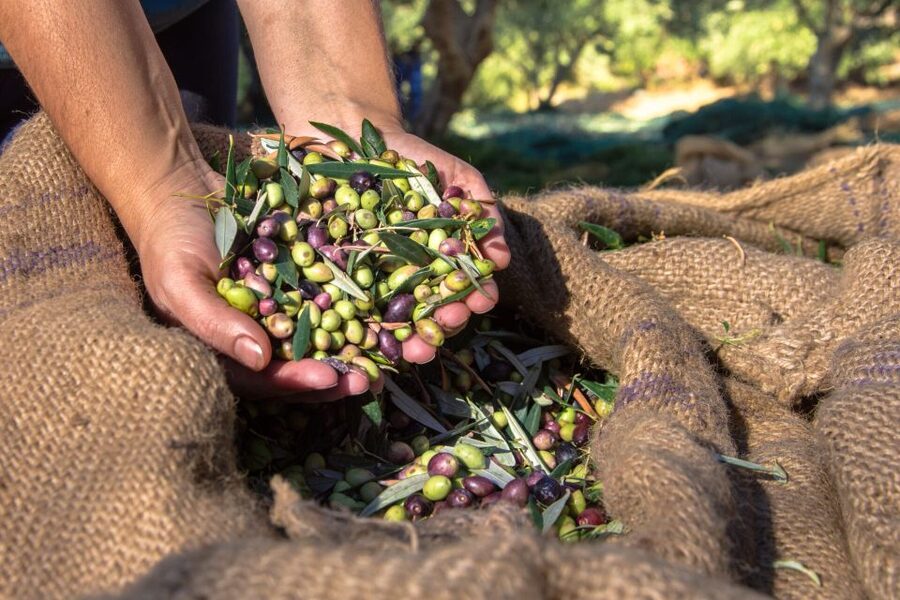Crete: Olive, Wine, & Raki on a Flavorful Culinary Journey - FAQ