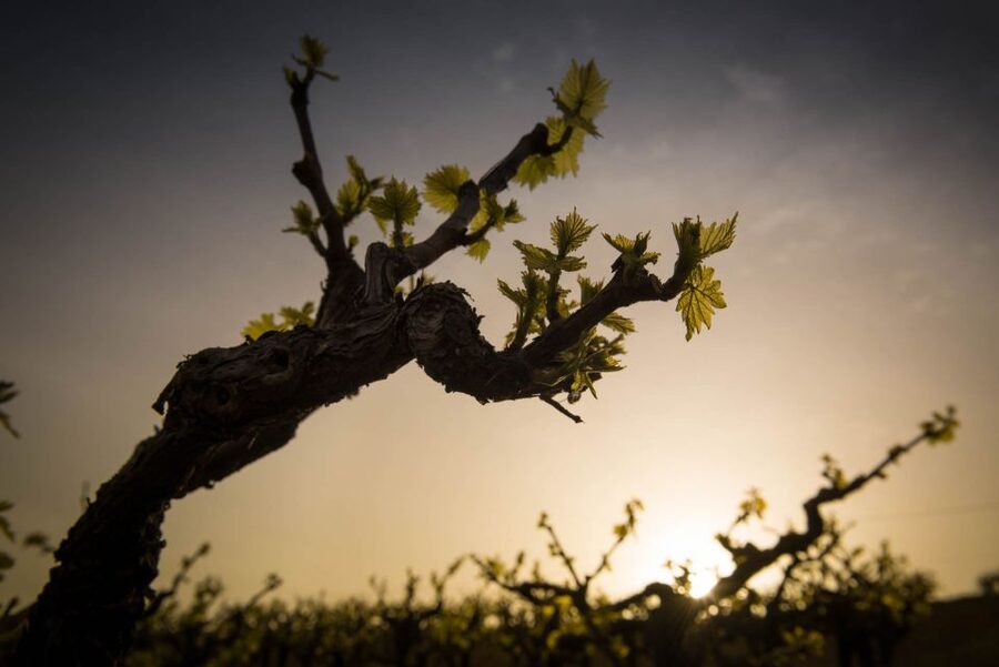 Crete: Olive, Wine, & Raki on a Flavorful Culinary Journey - Three native wines at a micro-winery