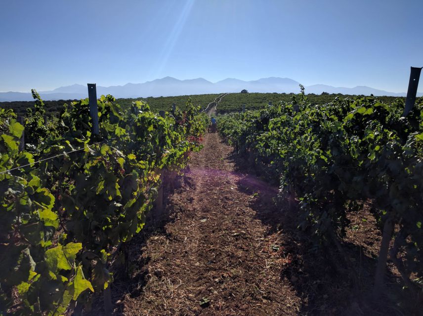 Crete: Olive, Wine, & Raki on a Flavorful Culinary Journey - Guides who shape the day