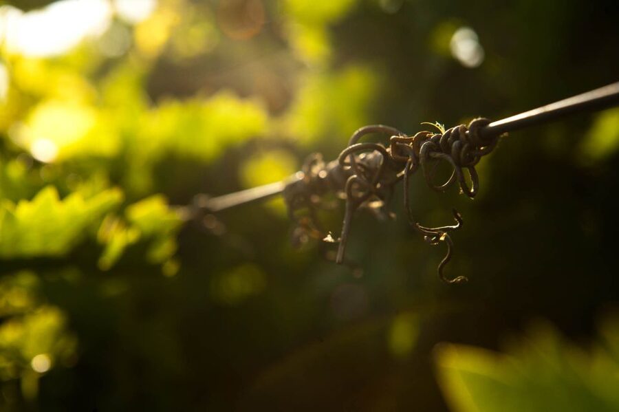 Crete: Olive, Wine, & Raki on a Flavorful Culinary Journey - Should you book this olive, wine, and raki tour?