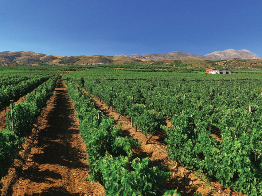 Crete Private Tour: The Secrets of Wine, Olives & Honey - Apithano Honey Factory and the role of bees