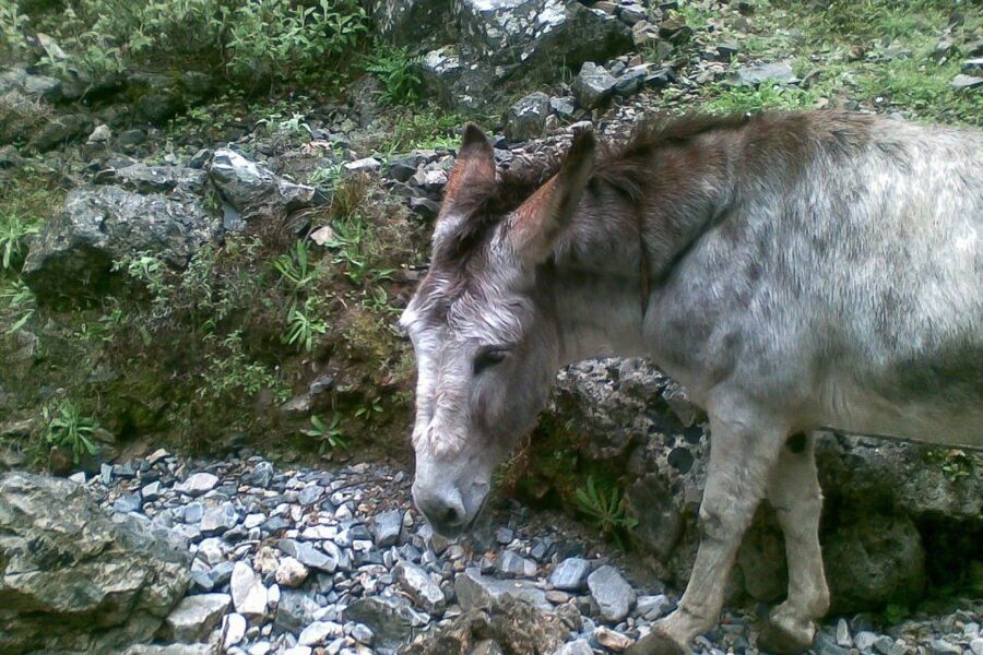 Crete: Samaria Gorge Hiking with transfer and expert Escort - Agia Roumeli is the right reward