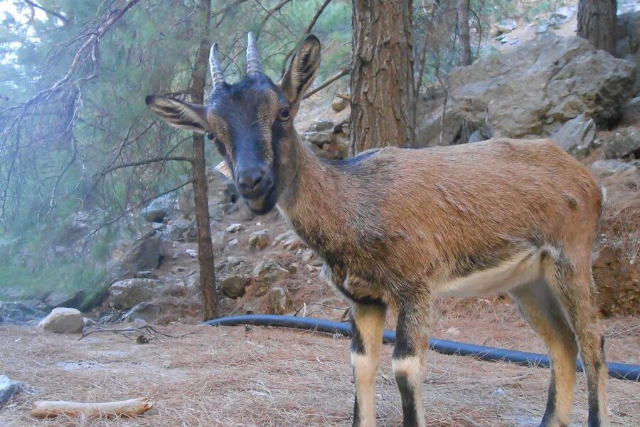 Crete: Samaria Gorge Hiking with transfer and expert Escort - The guide makes the difference