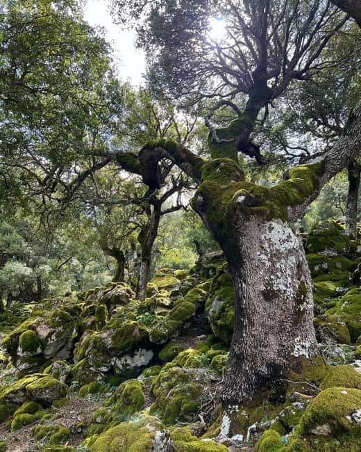Crete: Sarakina Gorge, Forests, and South Coast Safari - Should you book the Sarakina Gorge safari?