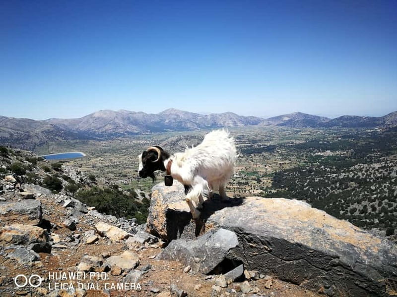 Crete:Zeus & Lassithi Plateau, OliveTasting, Kritza, Pottery - The Lassithi Plateau and Mount Spathi views