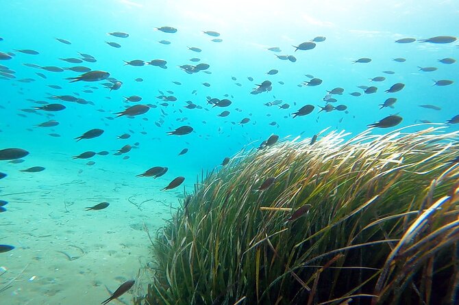 Discover Small Group Scuba Diving Experience in Nea Makri, Athens - Photos, equipment, and what to pack